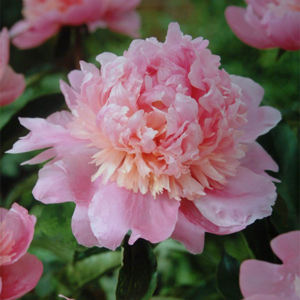 Mon Cheri Jules Elie - peony - flower name