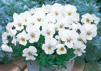 Viola Bibi Clear White - nom de fleur