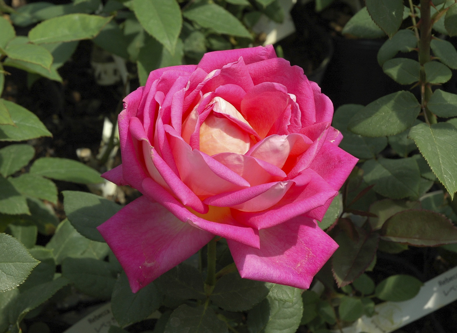 Rebecca - Rosa - nome di fiore