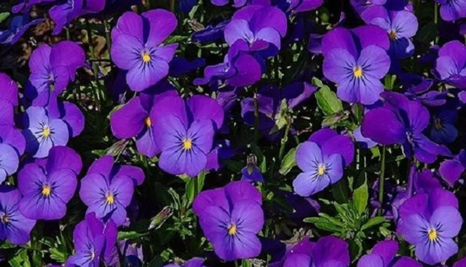 Viola - violeta - nome de flor