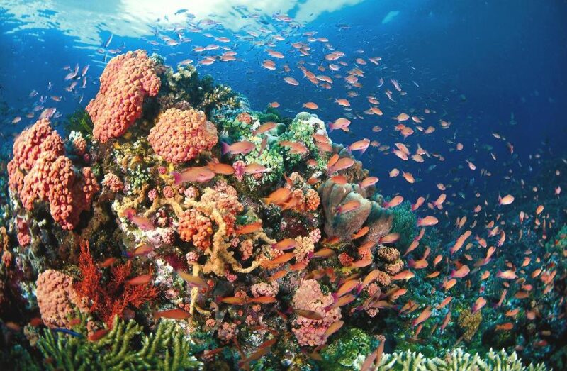 トゥバタハ岩礁海中公園　フィリピン　モデルの国