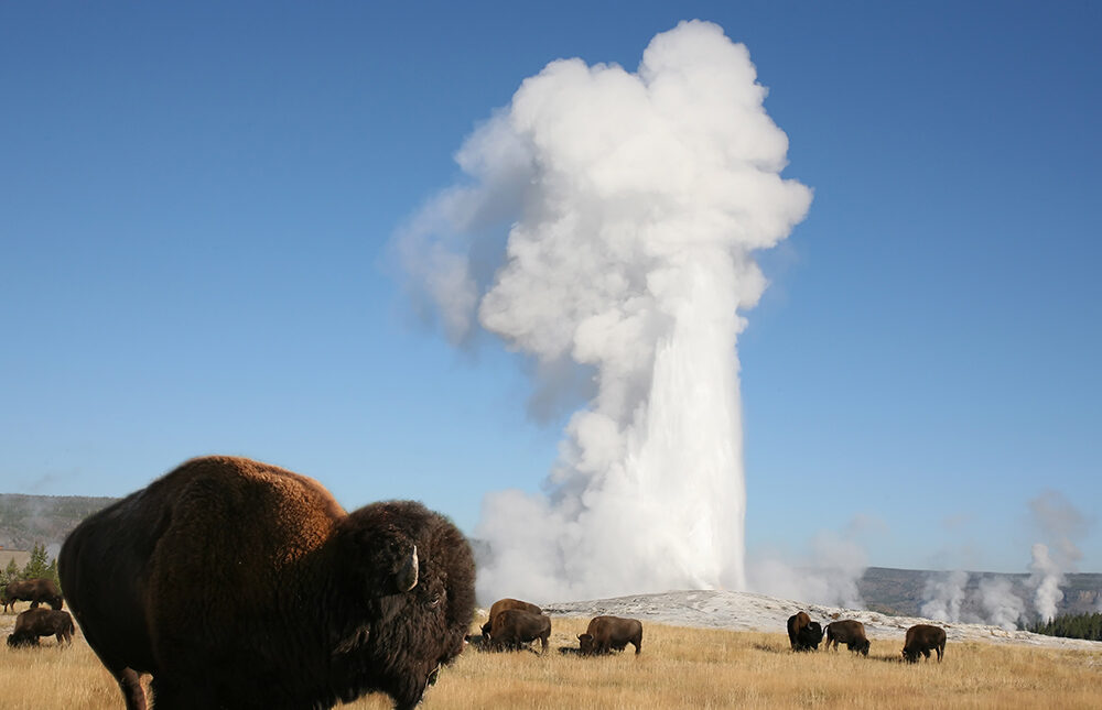ゾロとサンジが張り合う理由 リトルガーデンはイエローストーン公園がモデル Salty Dog